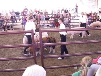 4-H Hog Sale